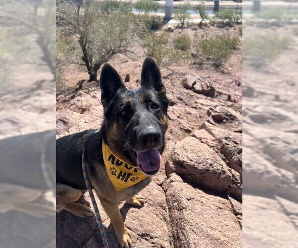Medium Photo #2 German Shepherd Dog Puppy For Sale in phoenix, AZ, USA