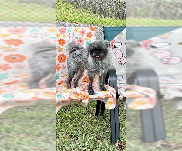 Medium Photo #3 Shih Tzu Puppy For Sale in Weston, FL, USA