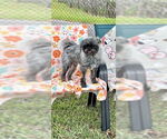 Small #2 Shih Tzu
