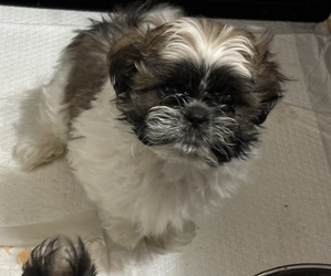 Shih Tzu Puppy for sale in BAYONNE, NJ, USA