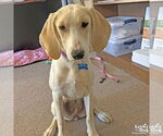 Small #4 Retriever  Mix