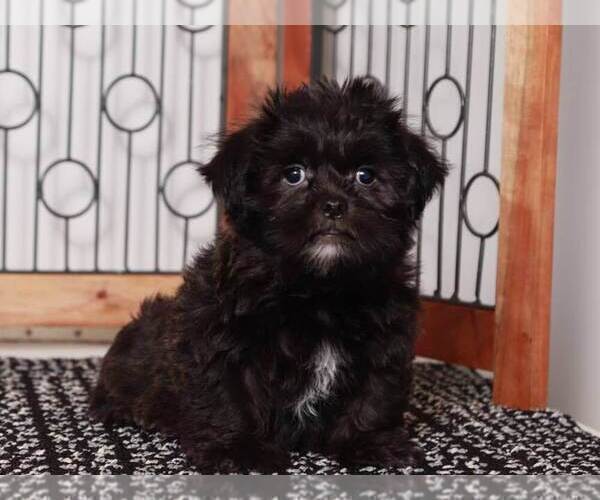 Medium Photo #1 Shorkie Tzu Puppy For Sale in NAPLES, FL, USA