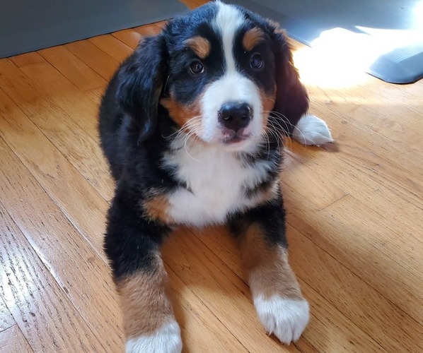 Medium Photo #12 Bernese Mountain Dog Puppy For Sale in LEETONIA, OH, USA