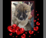 Small Photo #2 Pembroke Welsh Corgi Puppy For Sale in LOVELAND, CO, USA