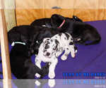 Small Photo #2 Great Dane Puppy For Sale in YELLVILLE, AR, USA