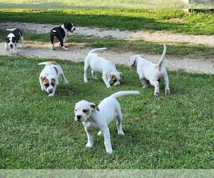 American Bulldog Puppy for sale in WESTMORELAND, KS, USA