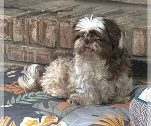 Shih Tzu Dogs for adoption in Boonton, NJ, USA