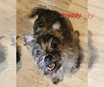 Puppy Freddy Cairn Terrier