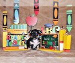 Small #4 Chihuahua