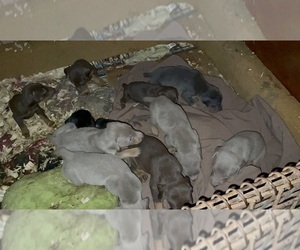 Doberman Pinscher Litter for sale in GREENVILLE, MS, USA