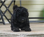 Puppy Gwenna ShihPoo