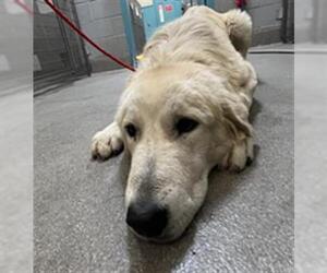Anatolian Shepherd-Unknown Mix Dogs for adoption in Las Vegas, NV, USA