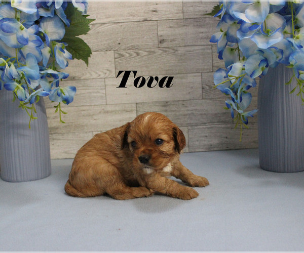 Medium Photo #10 Cavalier King Charles Spaniel Puppy For Sale in CHANUTE, KS, USA