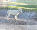 Puppy 1 Dogo Argentino