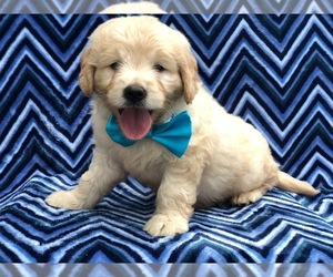 Goldendoodle Puppy for sale in MYERSTOWN, PA, USA