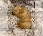 Small Photo #9 Labradoodle Puppy For Sale in TAYLORVILLE, IL, USA