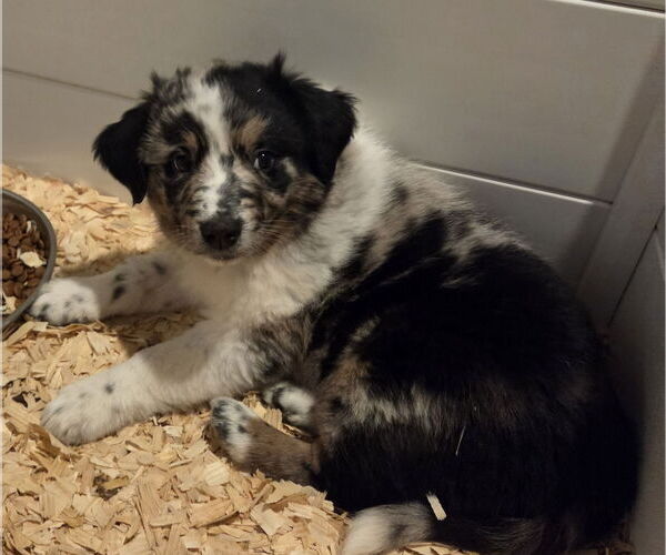 Medium Photo #3 Mutt Puppy For Sale in Garden City, NY, USA