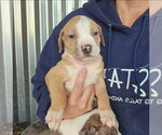Small #2 American Pit Bull Terrier-Catahoula Leopard Dog Mix