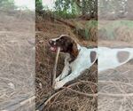 Small #6 English Springer Spaniel