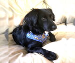 Small Australian Shepherd Mix