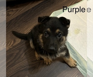 German Shepherd Dog Puppy for sale in BLUEFIELD, VA, USA