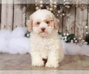 Poochon Puppy for sale in MOUNT VERNON, OH, USA