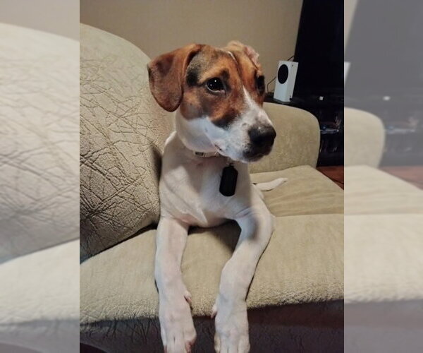Medium Photo #2 Beagle-Unknown Mix Puppy For Sale in Sanford, FL, USA