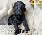 Small Photo #8 Goldendoodle Puppy For Sale in PIEDMONT, SC, USA
