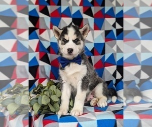 Siberian Husky Puppy for sale in QUARRYVILLE, PA, USA