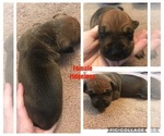 Small Photo #6 Rhodesian Ridgeback Puppy For Sale in LEFORS, TX, USA