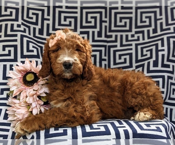 Medium Photo #2 Irish Setter-Poodle (Miniature) Mix Puppy For Sale in BIRD IN HAND, PA, USA