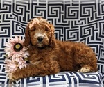 Small Photo #2 Irish Setter-Poodle (Miniature) Mix Puppy For Sale in BIRD IN HAND, PA, USA