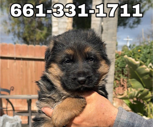 German Shepherd Dog Puppy for Sale in BAKERSFIELD, California USA