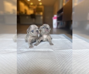 French Bulldog Puppy for sale in FEDERAL, CA, USA