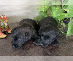 Scottish Terrier Puppy for sale in HOPE, KS, USA