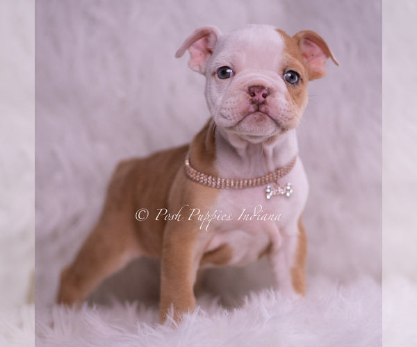 Medium Photo #3 Bulldog Puppy For Sale in WARSAW, IN, USA