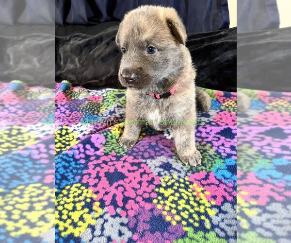 Medium Photo #8 German Shepherd Dog Puppy For Sale in PIEDMONT, MO, USA