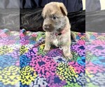 Holiday Garland - Female German Shepherd Dog Puppy for Sale - Photo #8