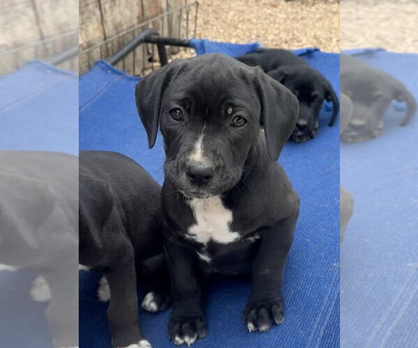 Medium Photo #2 Boxador Puppy For Sale in Bolivar, MO, USA