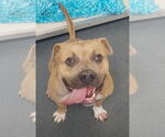 Small #1 American Pit Bull Terrier