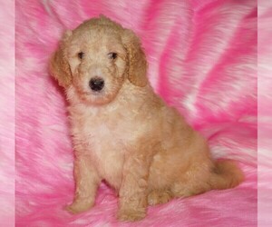 Labradoodle Puppy for sale in LA HABRA, CA, USA