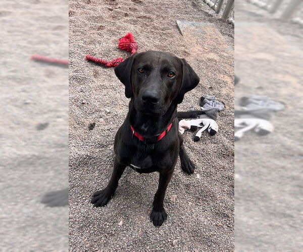 Medium Photo #5 Labrador Retriever-Unknown Mix Puppy For Sale in Webster, WI, USA