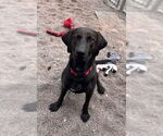 Small #4 Labrador Retriever Mix