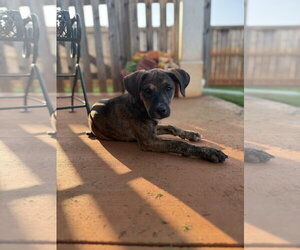Alibi - Female Mutt Dog for Adoption - Photo #4