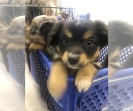 Small Miniature Australian Shepherd