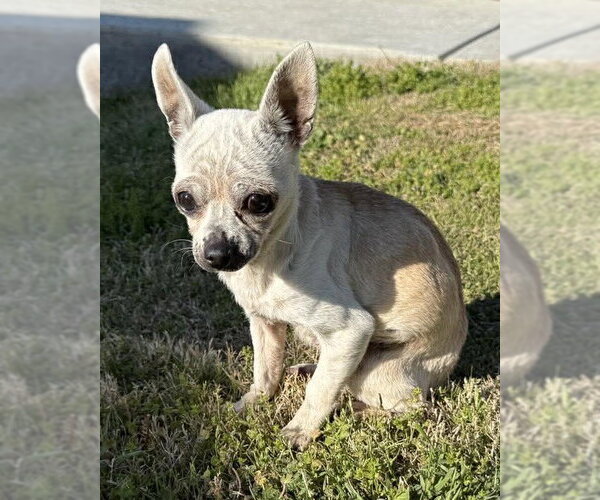 Medium Photo #21 Chihuahua Puppy For Sale in Boonton, NJ, USA
