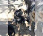Small Photo #2 German Shepherd Dog Puppy For Sale in EAGLE CREEK, OR, USA