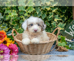 Small #2 Poodle (Miniature)