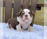 Small Photo #2 Bulldog Puppy For Sale in SEATTLE, WA, USA