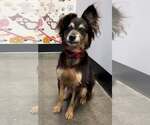 Ripley - Male Colonial Cocker Spaniel-Unknown Mix Dog for Adoption - Small photo